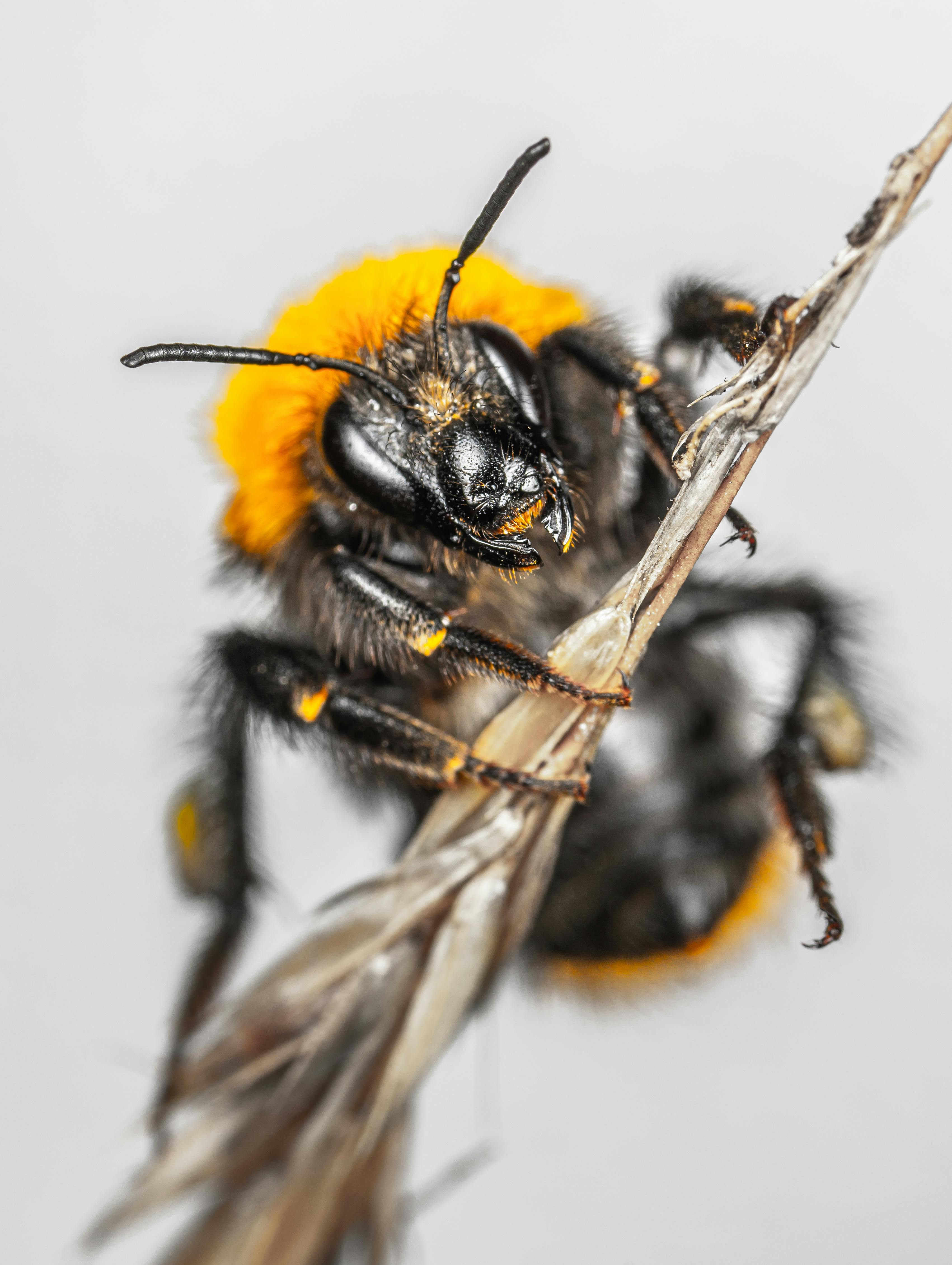 Flugaufnahme der Hornisse Kettensäge