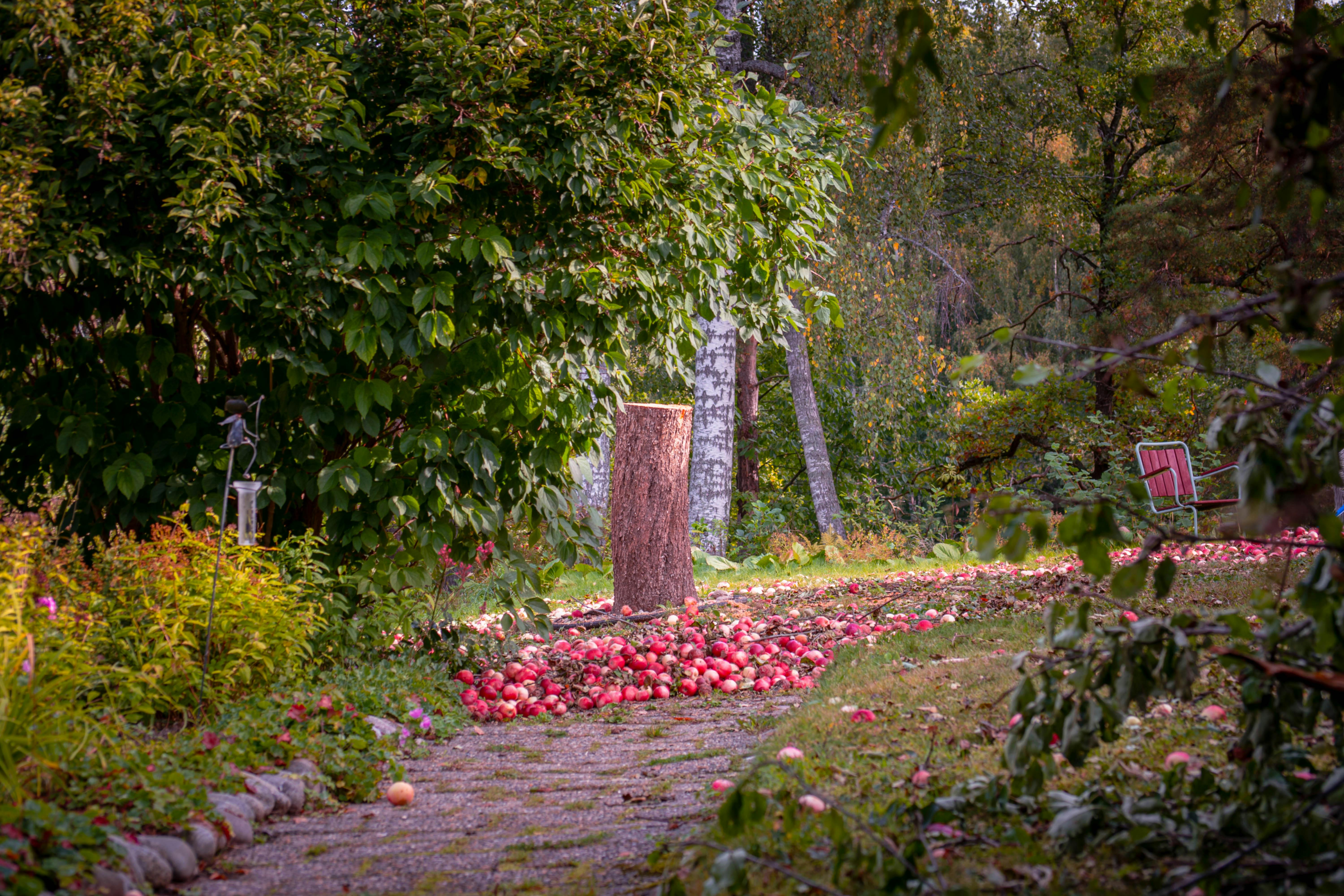 Entfernung eines Baumstumpfes im Garten